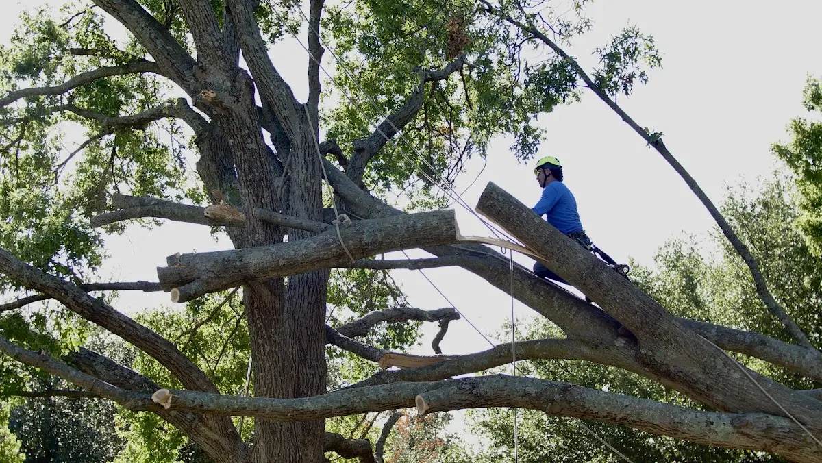 Professional Hazardous Tree Removal performed by certified arborists in Canadian